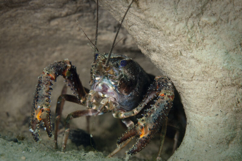 The northern kōura (<em>Paranephrops planifrons</em>), or freshwater crayfish, is both economically and culturally significant to the indigenous Māori people of New Zealand.