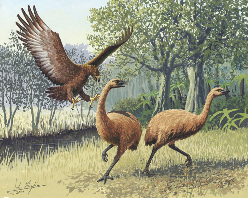 The now-extinct Haast’s eagle hunting moa in New Zealand, which lacked other large predators. Today scientists are looking at the ancient history of the islands’ birds to better understand how “natural” biological invasions happen.