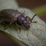 These beetles tuck bacteria buddies in “back pockets” during metamorphosis