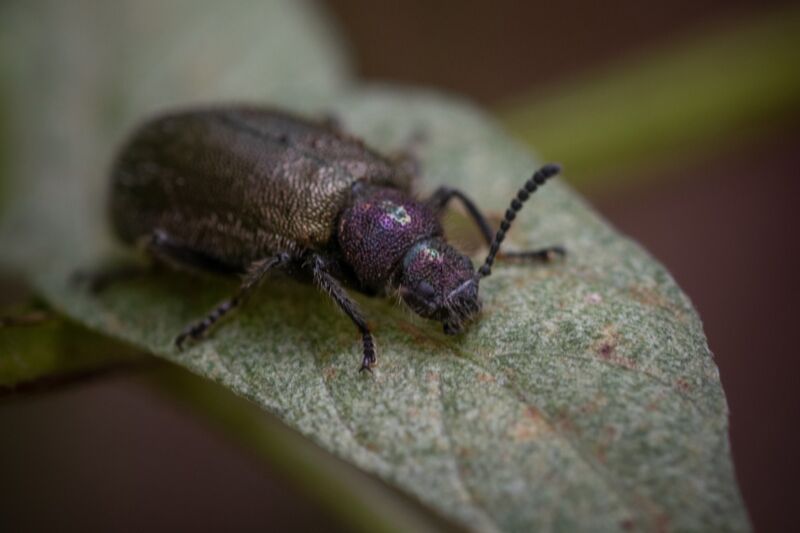 Certain species of beetle have evolved unusually 