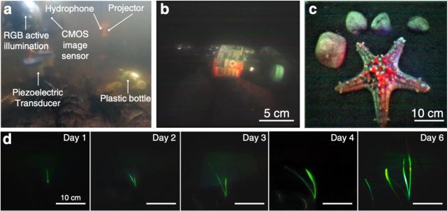 Sample images obtained using underwater backscatter imaging.