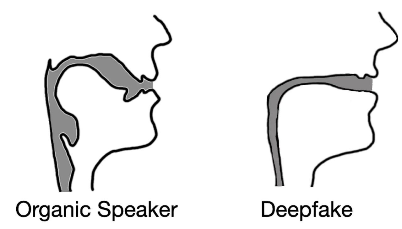 À esquerda, o trato vocal de um falante humano, mais amplo e com formato variável. À direita, o que seria o trato vocal de uma deepfake, fino como um canudo