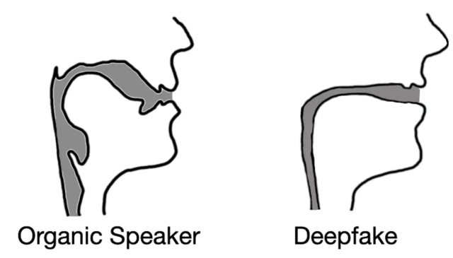 Derin sahte ses, genellikle biyolojik ses yollarından ziyade içme kamışlarına benzeyen ses yolu rekonstrüksiyonları ile sonuçlanır.