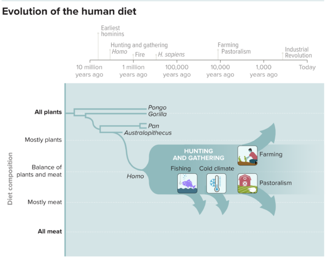 The human diet is much broader than that of our ancestors or great apes such as orangutans, gorillas or chimpanzees.  Depending on the conditions, hunter-gatherer groups can eat diets that range from heavily plant-based to heavily animal-based.  The development of agriculture has pushed food systems more strongly towards plants for farmers and animal products for pastoralists.  (Adapted from H. Pontzer & BM Wood/AR Nutrition 2021)