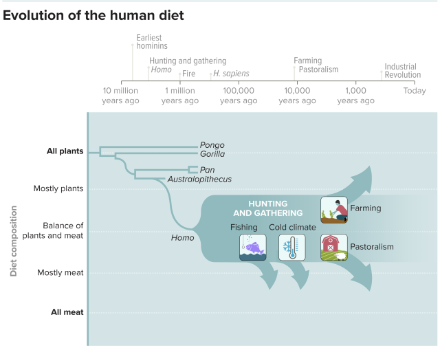 La dieta humana es mucho más amplia que la de nuestros antepasados ​​o los grandes simios como los orangutanes, los gorilas o los chimpancés.  Dependiendo de las circunstancias, las poblaciones de cazadores-recolectores pueden comer dietas que van desde una dieta muy basada en plantas hasta una muy basada en animales.  El desarrollo de la agricultura empujó las dietas más firmemente hacia las plantas para los agricultores y los productos animales para los pastores.  (Adaptado de H. Pontzer & BM Wood/ AR Nutrition 2021)