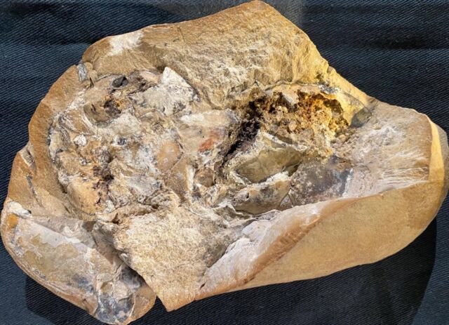The arthrodire placoderm fossil from the Gogo Formation in Australia where the 380-million-year-old mineralized heart was discovered.