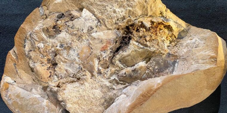 A team of Australian scientists has discovered the world's oldest heart, part of the fossilized remains of an armored fish that died some 380 million 