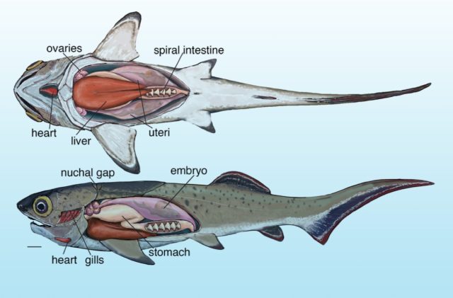 Αποκατάσταση αρθρικού ενδοδερμίου Devonian.