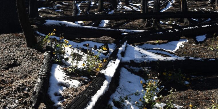 Western forests, snowpack, and wildfires appear trapped in vicious climate cycle