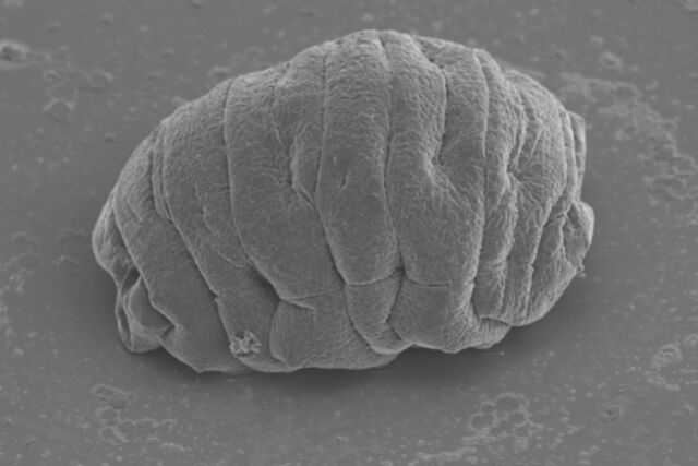 Scanning electron microscope image of the dehydrated tardigrade, <em>Ramazzottius varieornatus.</em>