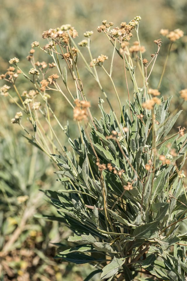 La planta de guayule crece con la mitad de agua que las plantas tradicionales, resiste el calor y contiene látex hipoalergénico.