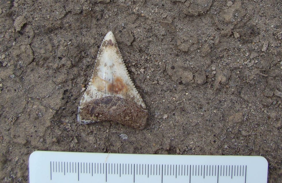 Image of one of the teeth found in a former nursery area.