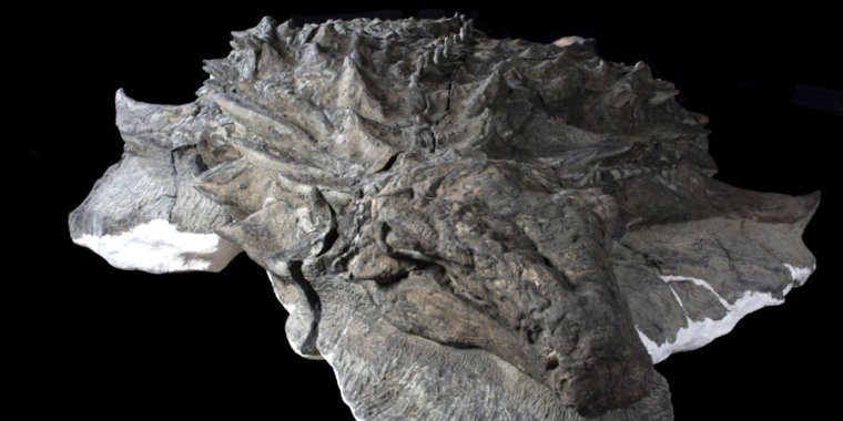 Investigadores observan a un dinosaurio con su rostro notablemente conservado