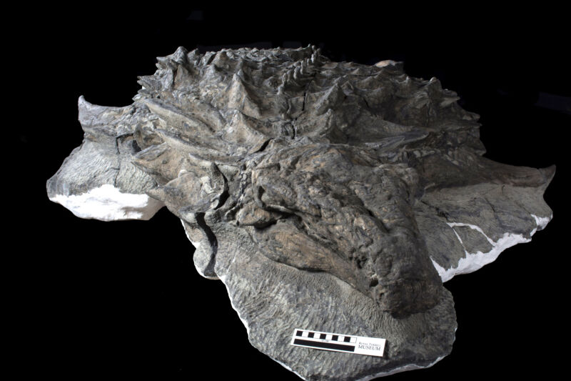 Researchers look at a dinosaur in its remarkably preserved face