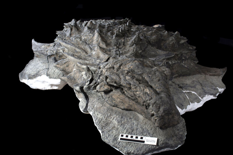 I ricercatori osservano un dinosauro con la sua faccia straordinariamente conservata