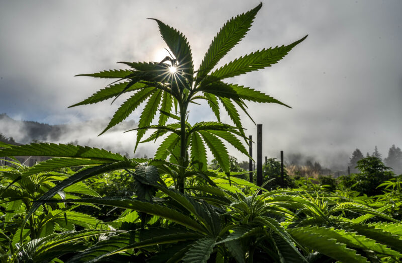 The morning fog leaves a layer of dew on rows of cannabis in Petrolia, California on August 3, 2022.