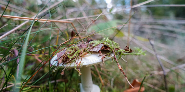 俄亥俄州的觅食者不小心用致命的蘑菇毒死了自己