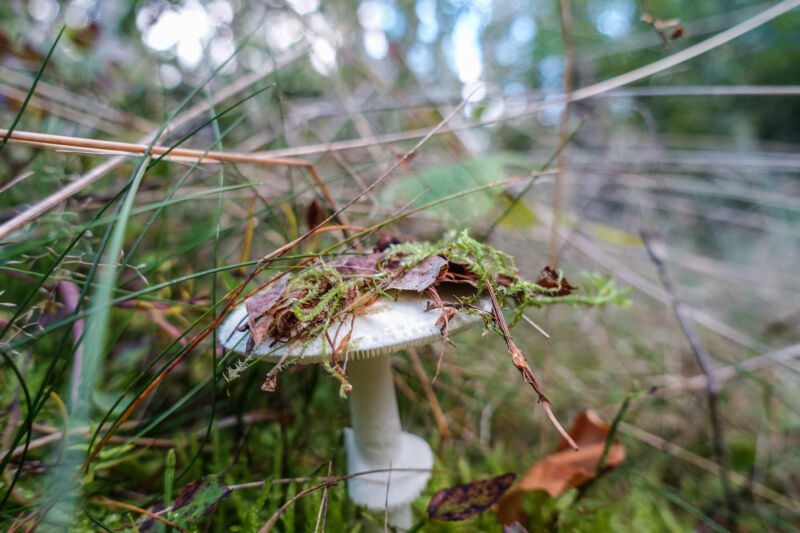 Deadly poisonous mushroom Destroying Angel (<em>Amanita virosa</em>) is seen in Otomin, Poland on September 29. In Poland, there are several hundred mycelial poisonings every year.