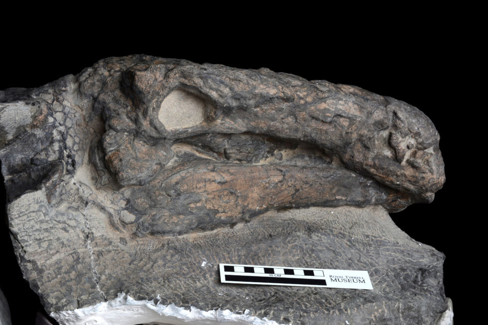 Researchers look a dinosaur in its remarkably preserved face