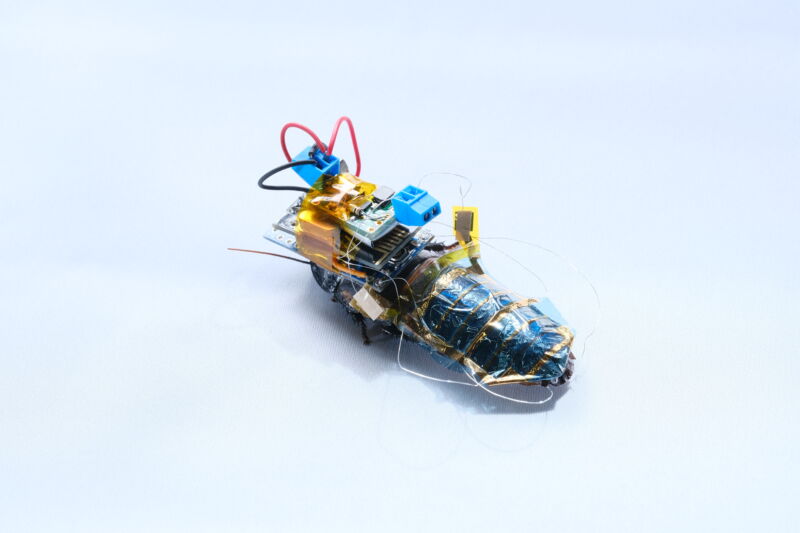 Researchers make cyborg cockroaches that carry their own power packs