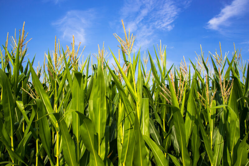 Corn in full growing plants in a corn field against a sunny blue sky.