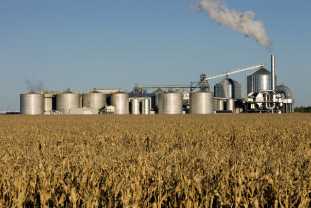 Ethanol factories are giant distilleries. They cook the grain, ferment the starch and collect the resulting ethanol.
