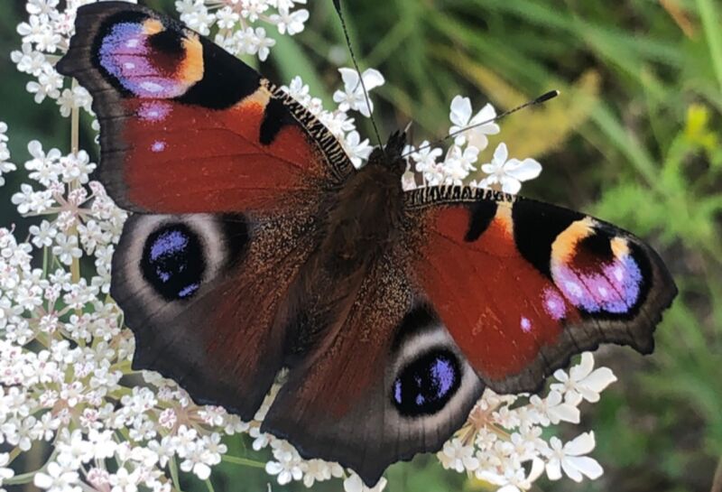 A peacock butterfly (<em>Aglais io</em>) has eyespots on the upper surface of each forewing and hindwing that appear to look you in the eyes—a perceptual phenomenon known as the "Mona Lisa effect."