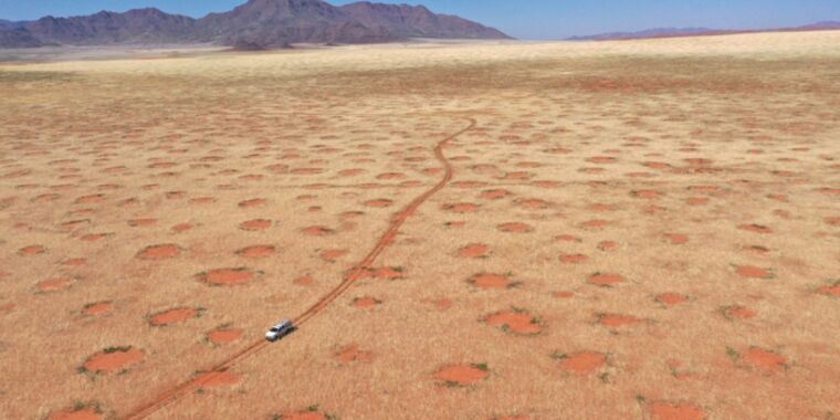 Миф развенчан: волшебные круги, формирующиеся в Намибии, не вызваны термитами