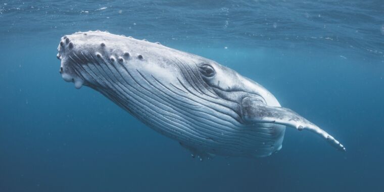 Удаление примечаний из открытия Мендельсона показывает бедственное положение горбатых китов.