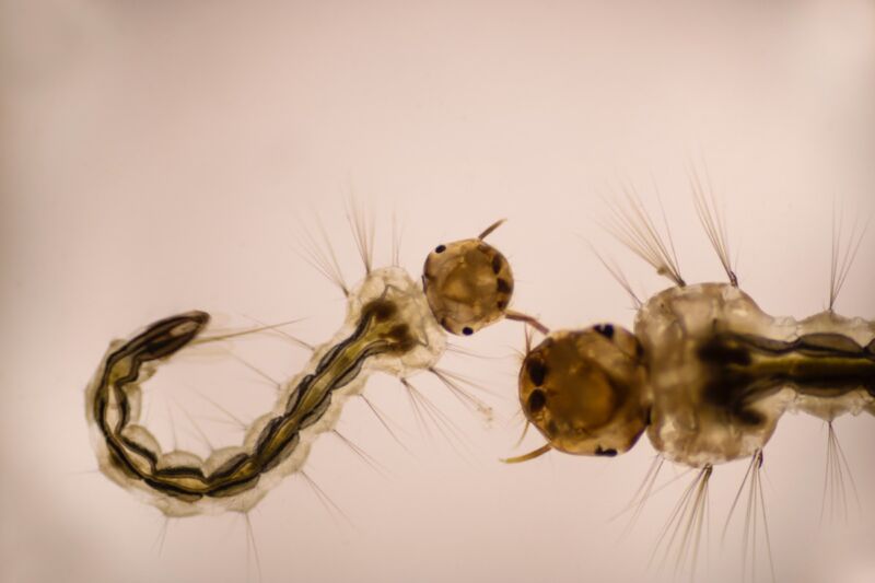 Mosquito larvae under a microscope. Certain predatory species feed on the larvae of their rival mosquito species.