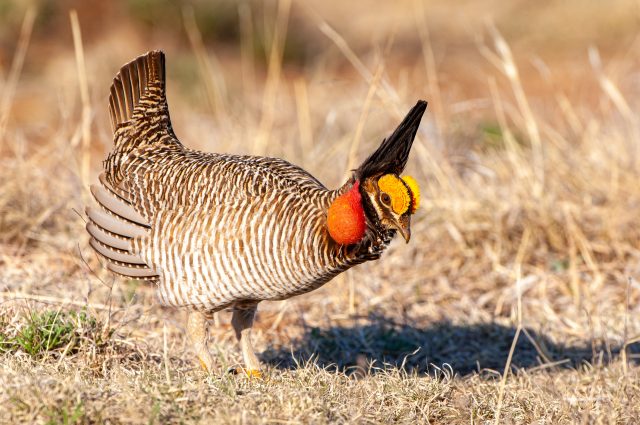 prairie-chicken-640x425.jpg