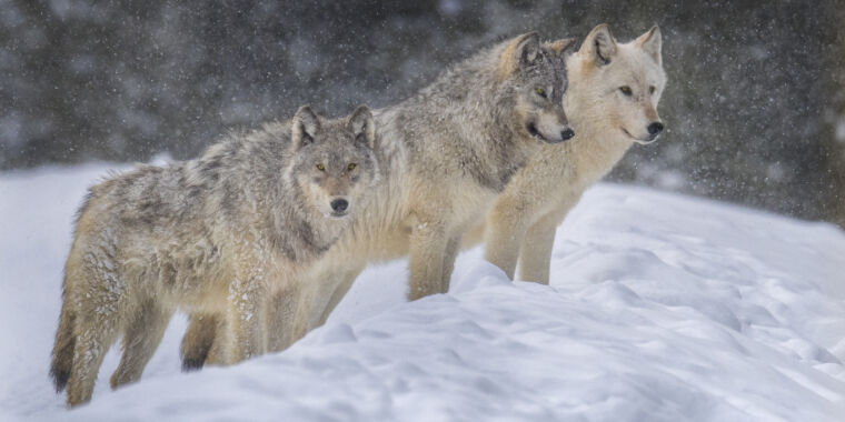 photo of Behavior-changing parasite moves wolves to the head of the pack image