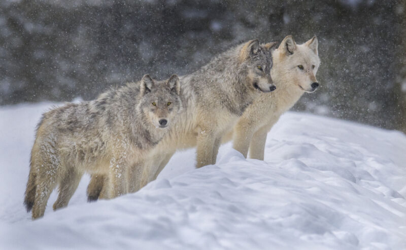 An image of 3 wolves in a snowy landscape.