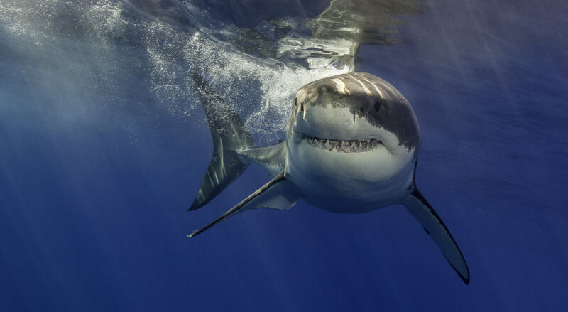 A great white shark.