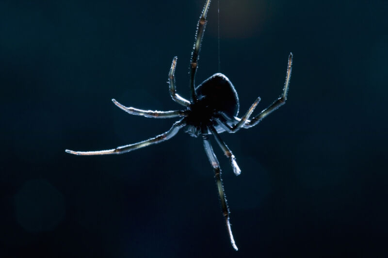 Sorry, prey. Black widows have surprisingly good memory