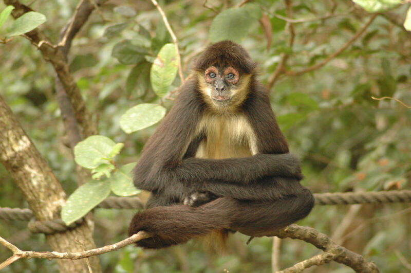 Spider monkey skeleton shows the risks of ancient Maya diplomacy