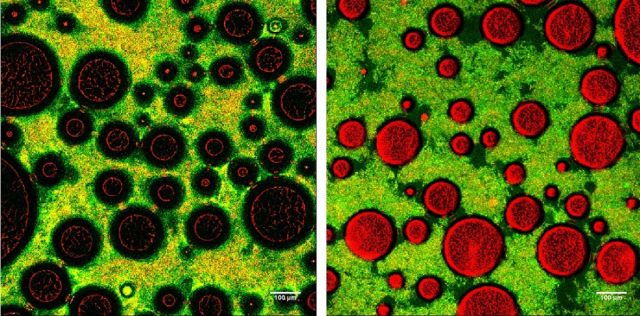 Micrografias de espuma macia (esquerda) e dura (direita).  As regiões verde/amarelo são redes de bactérias e proteínas do leite. 