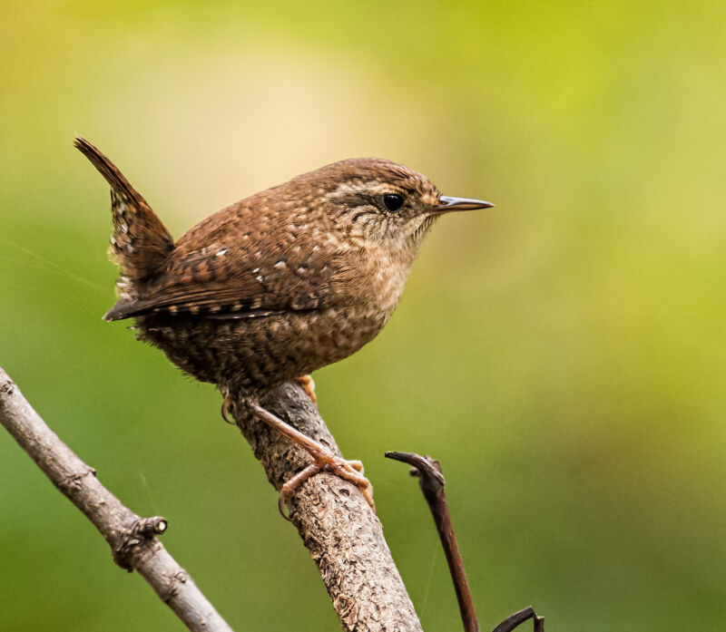 The house wren (Troglodytes aedon ) is a small brown bird found throughout the Americas. A study conducted in Costa Rica revealed that these birds change their song in the city to counteract the effects of noise produced by humans.