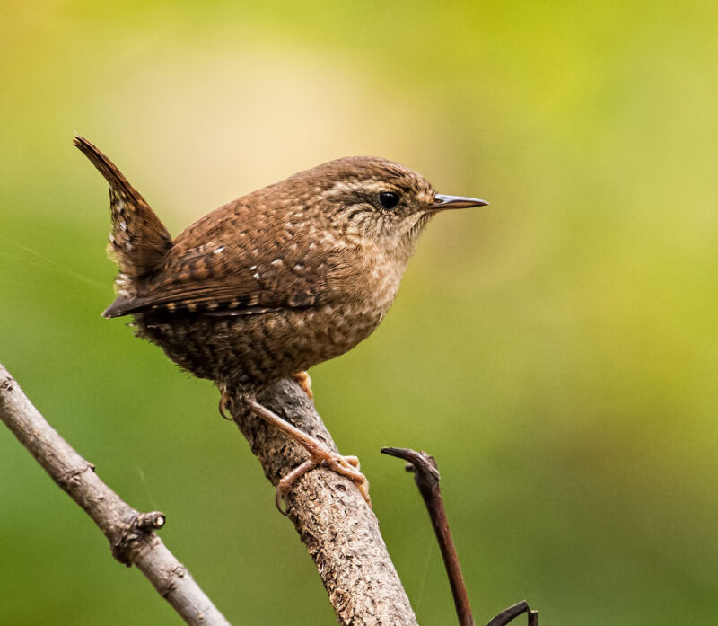 The The wren is a small brown bird found throughout the Americas. A study in Costa Rica found that these birds change their song around town to counter the effects of human-made noise.