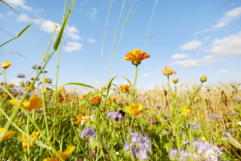 Image of a field filled with different species of flower.