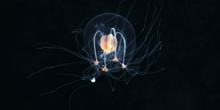 The deep sea is an unexpected, but at-risk, trove of biodiversity