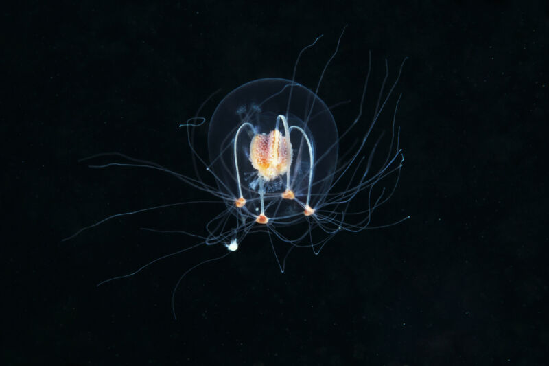 Image of a deep-sea jellyfish against a black backdrop.
