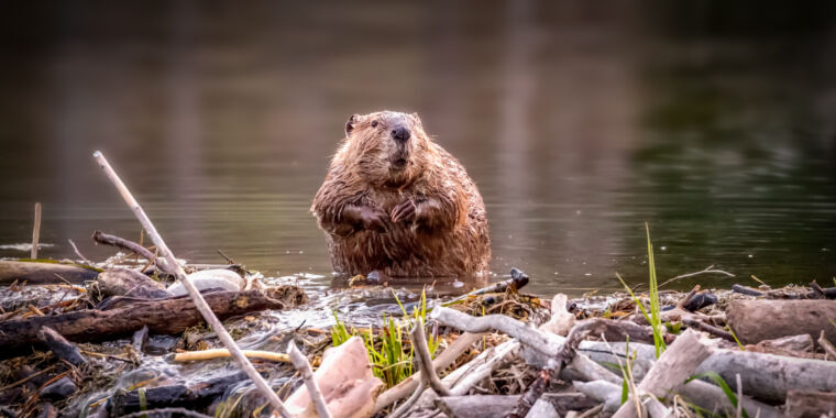 As the Arctic warms, beavers are moving in