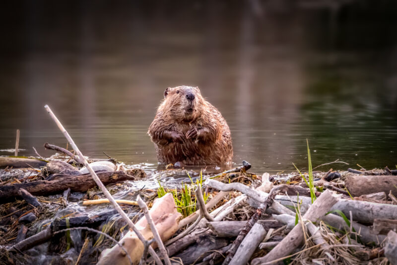 Beaver on a dam