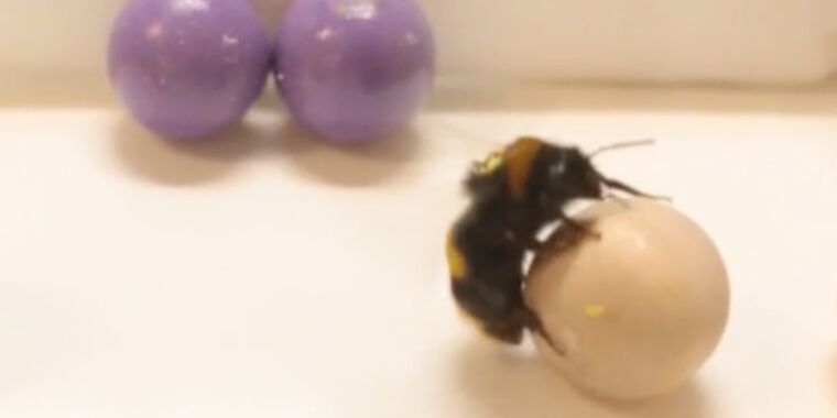 Bees like to roll little wooden balls as a form of play, study finds thumbnail