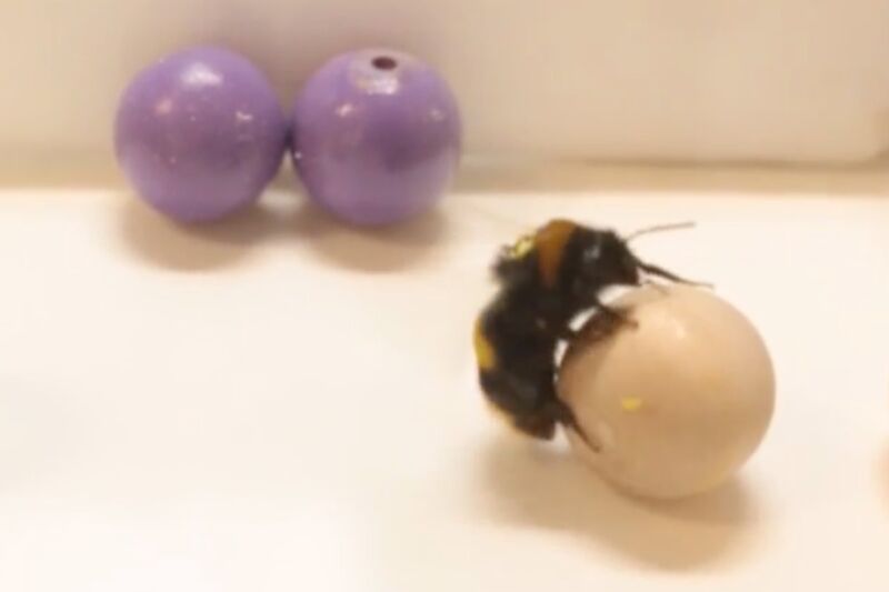 This bee seems to be having a grand old time rolling this colored wooden ball.