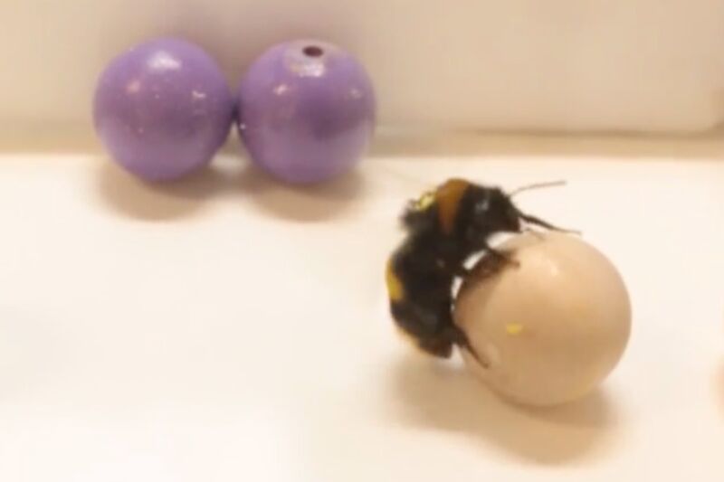 Bees like to roll little wooden balls as a form of play, study finds