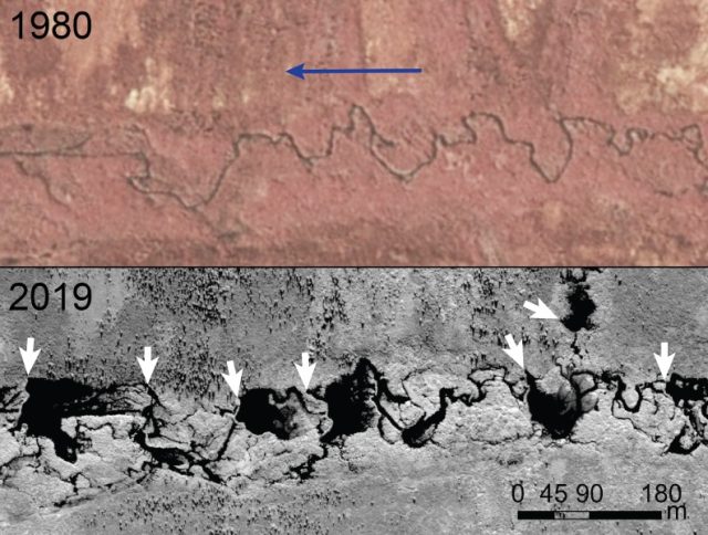 These images show how beavers have transformed a tundra stream near the treeline on Alaska’s Seward Peninsula. The blue arrow indicates direction of stream flow. The black ponds in the 2019 satellite image have been created by beaver dams at their downstream ends, shown by white arrows.