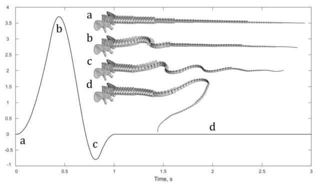 This diagram shows the simulated tail's degrees of rotation, with motion limited to first eight vertebrae. 