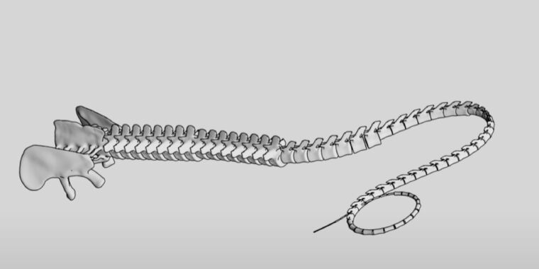 Mythe brisé : Apatosaurus n’a pas produit de bangs soniques en fouettant sa queue